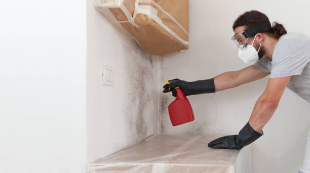 Professional Black Mold Remediation technician working in Commack, NY