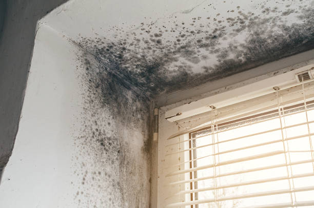 Affordable Black Mold Remediation solutions in Commack, NY